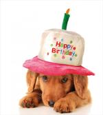 Young Puppy with Hat artwork