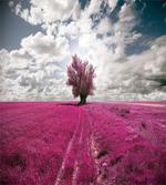 Enchanted Oniric Meadow