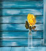 Blooming Yellow Rose in a Jar