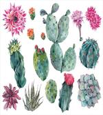 Botanic Herbal Cartoon