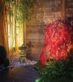 Japanese Bamboo