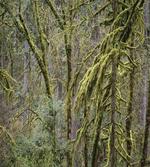 Old Pines Wild Nature artwork
