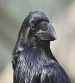 Close up Bird Portrait