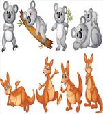 Kangaroos Koalas