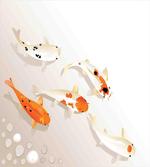 Traditional Spotted Koi Fish