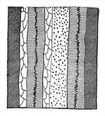 Hand Drawn Uneven Lines