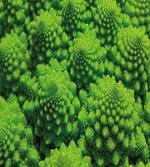 Broccoli Kale Foliage