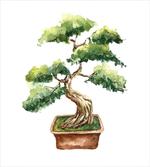 Watercolor Bonsai Hand Drawn