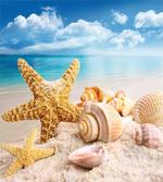 Shells on Tropic Beach
