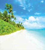 Beach Sea Exotic Palms