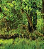 Tress Moss Wild Nature