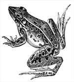 Dotted Exotic Amphibian Breed