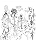 Medical Herbs Pattern