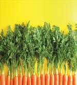 Carrots in a Row Art