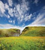 Wild Daisies Scenery