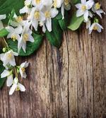 Jasmine Flower Retro artwork