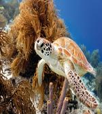 Tropic Waters Coral Reef