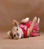 Puppy Wearing Kilt Photo