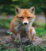Young Coyote Photo