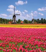 European Fresh Tulips