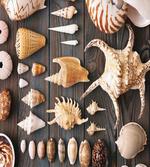 Countryside Beach Shell