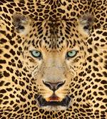 Predator Animal