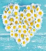 Heart Shaped Daisy
