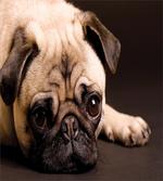 Puppy Photograph Animals