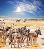 Africa Safari Park