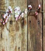 Blooming Spring Flowers