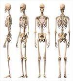 Medical Skeleton artwork