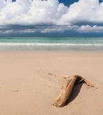 Driftwood on the Beach