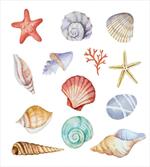 Seashells Exotic Animals