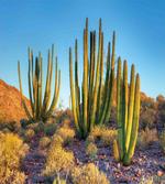 Mountain Cactus Photo