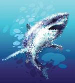 Shark Oceanlife Animal