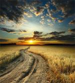 Road Field with Ripe