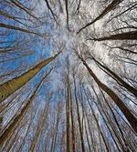 Clouds Morning Scene artwork