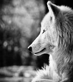 Wolf Portrait