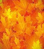 Maple Botany Foliage Leaf