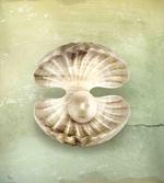 Open Shell Marine Life