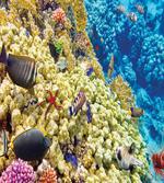 Sea Exotic Natural View