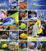 Collage of Underwater