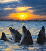 Bottle Nosed Dolphins
