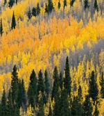 Colorful Aspen Trees USA