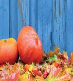 Fruit and Fall Leaf
