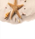 Close up Shot Seashells