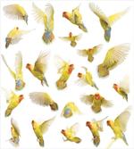 Peach Face Love Birds