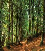 Woodland Pathway Scene