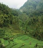 Rice Paddies