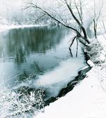 Winter Snowy Foliage